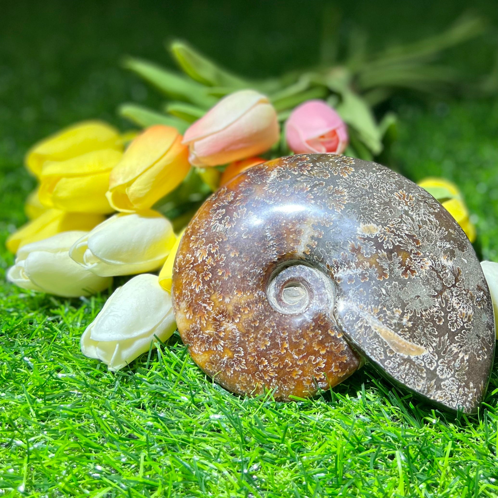 Conch fossil